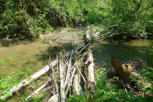 Pratt River bar trail stream crossing